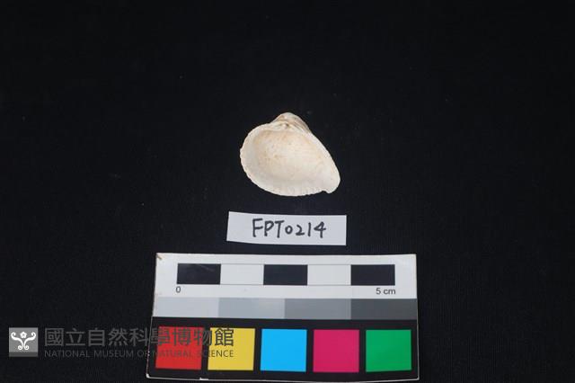 貝殼藏品圖，第2張