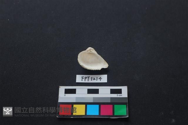 貝殼藏品圖，第2張
