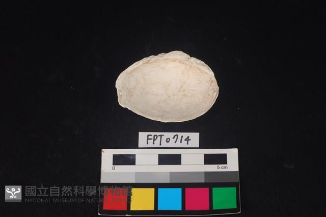 貝殼藏品圖，第2張