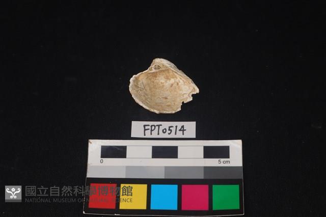 貝殼藏品圖，第2張