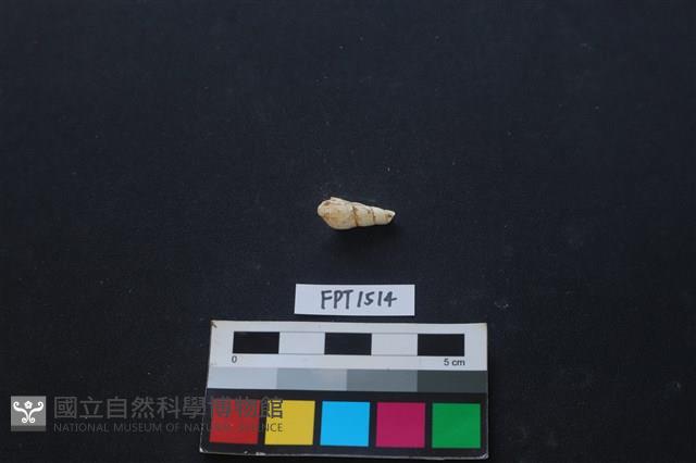 貝殼藏品圖，第2張