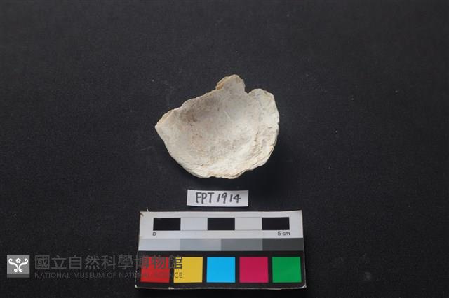 貝殼藏品圖，第2張
