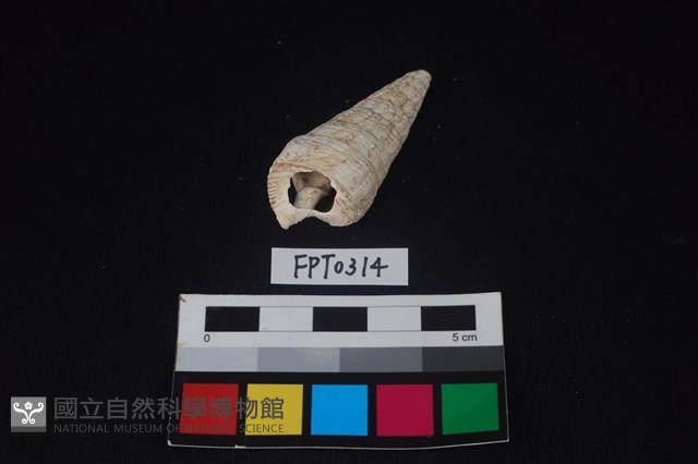 貝殼藏品圖，第2張