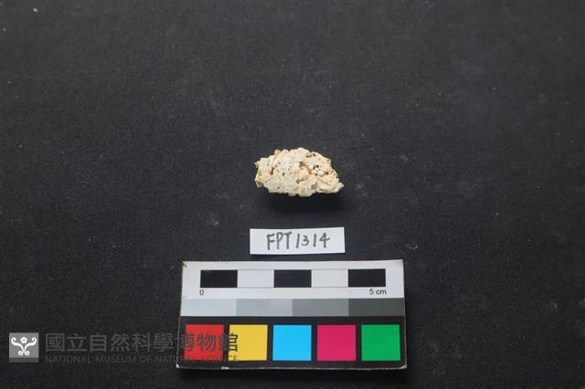 貝殼藏品圖，第2張