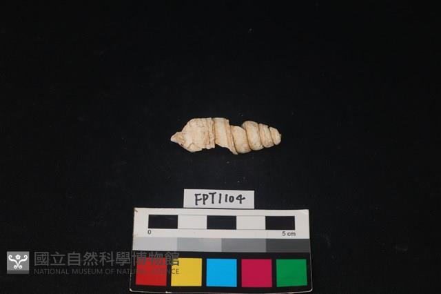 貝殼藏品圖，第2張