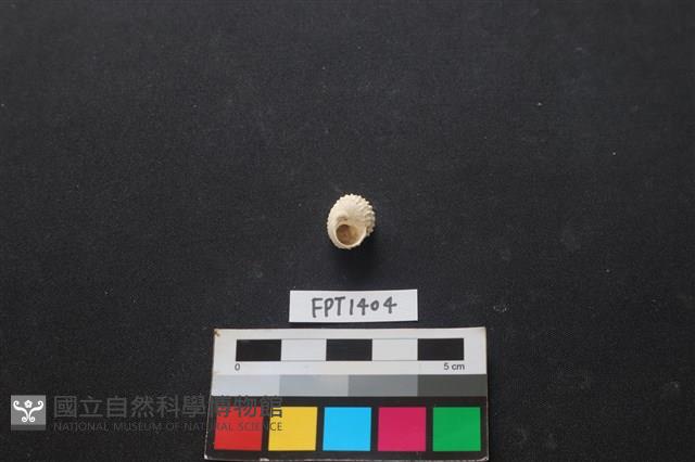 貝殼藏品圖，第2張