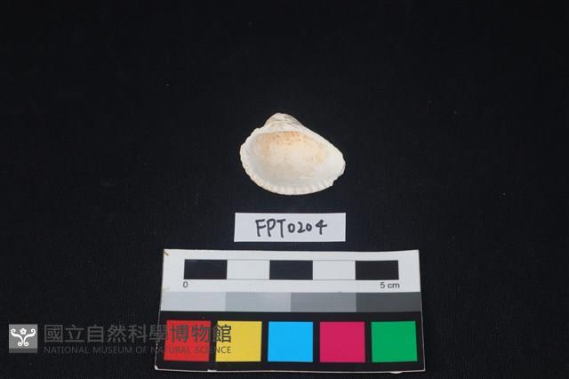 貝殼藏品圖，第2張