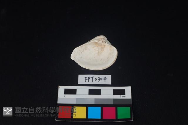 貝殼藏品圖，第2張