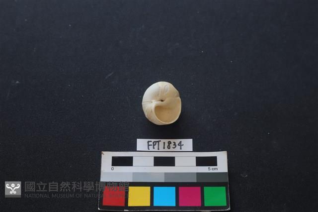 貝殼藏品圖，第2張