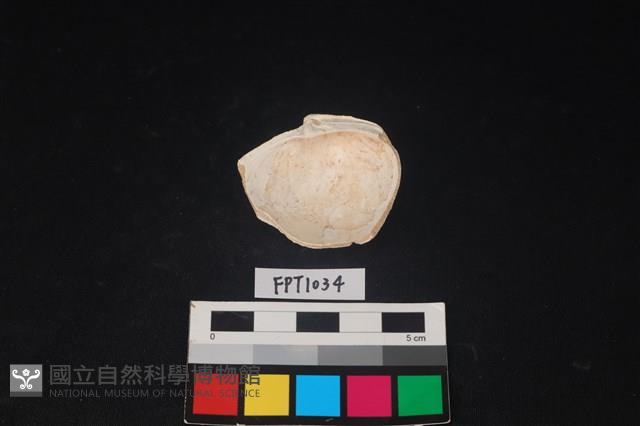 貝殼藏品圖，第2張