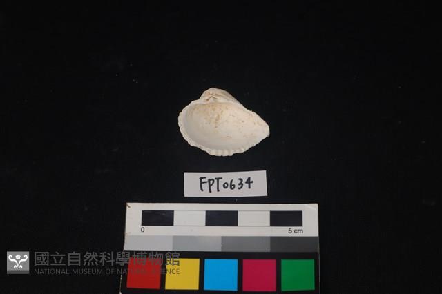 貝殼藏品圖，第2張