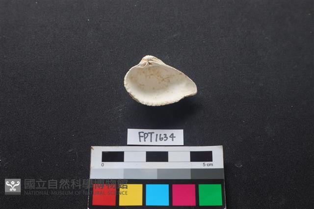 貝殼藏品圖，第2張