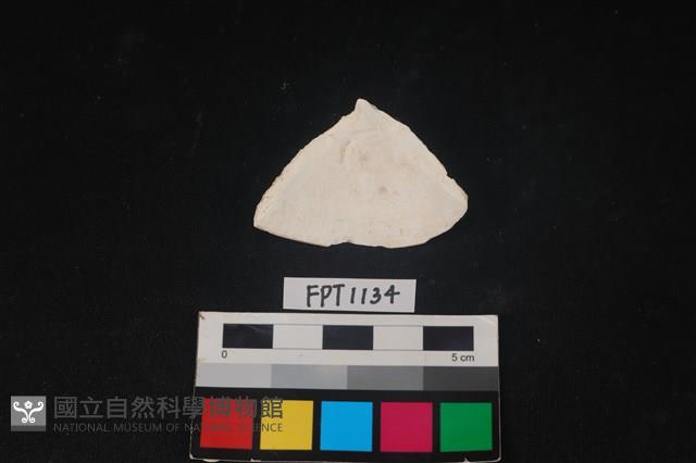 貝殼藏品圖，第2張