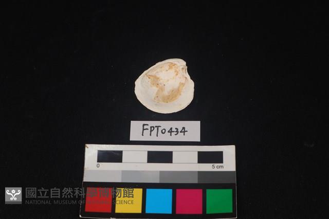 貝殼藏品圖，第2張