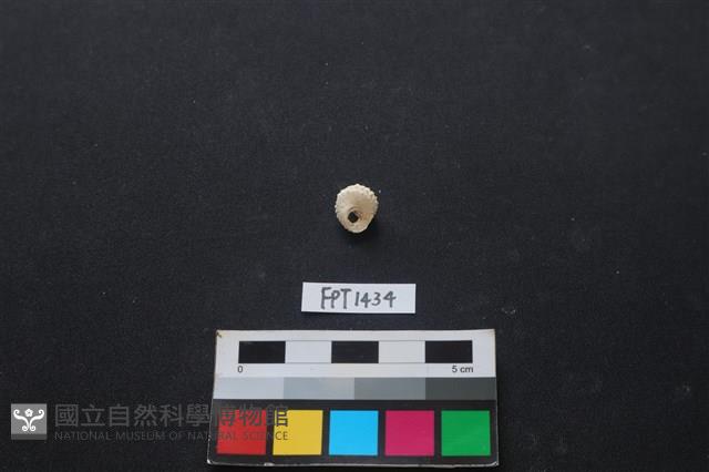 貝殼藏品圖，第2張