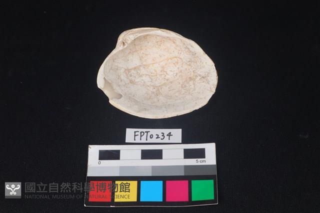 貝殼藏品圖，第2張