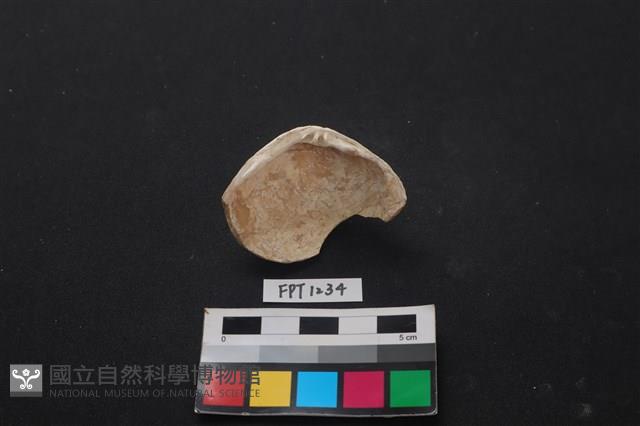 貝殼藏品圖，第2張