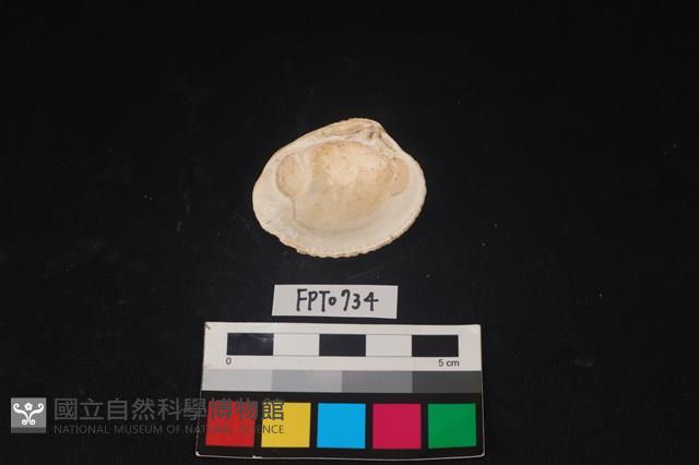 貝殼藏品圖，第2張
