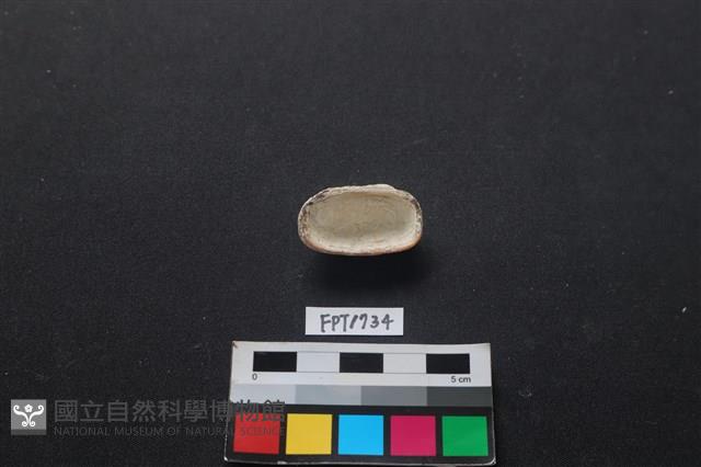 貝殼藏品圖，第2張