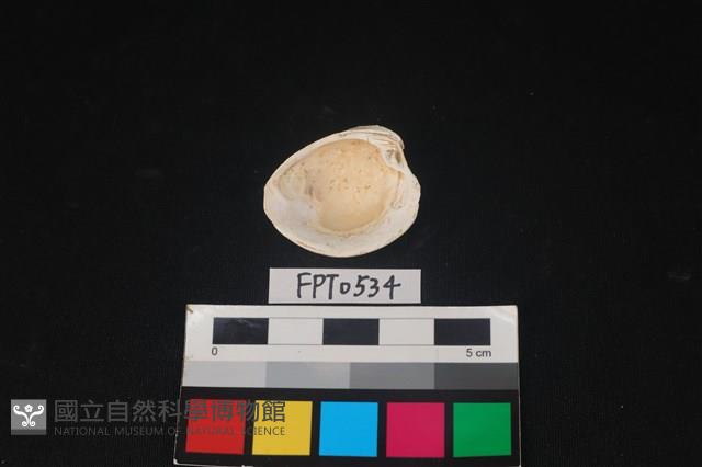 貝殼藏品圖，第2張
