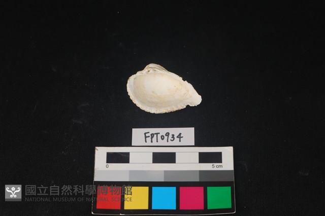 貝殼藏品圖，第2張