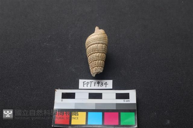 貝殼藏品圖，第2張