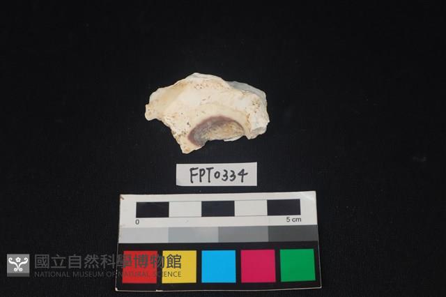 貝殼藏品圖，第2張