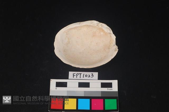 貝殼藏品圖，第2張