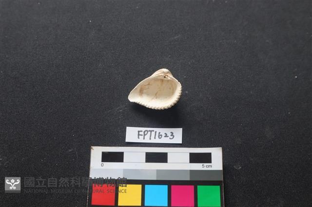 貝殼藏品圖，第2張