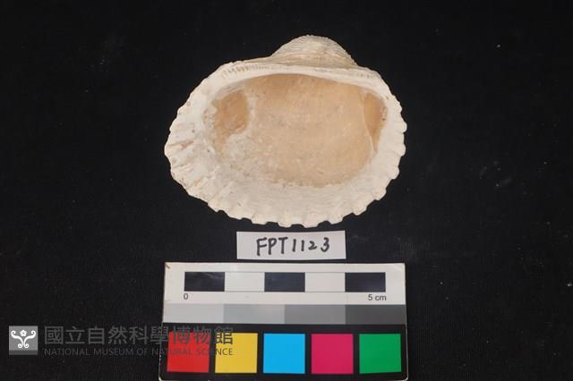 貝殼藏品圖，第2張