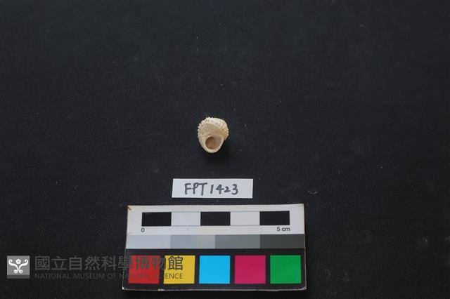 貝殼藏品圖，第2張