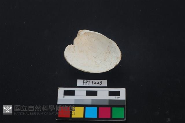 貝殼藏品圖，第2張