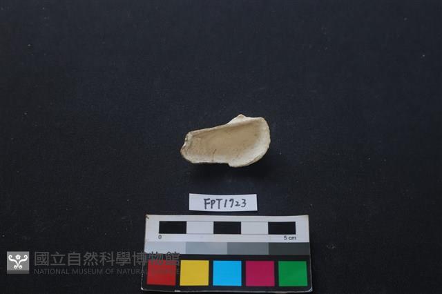 貝殼藏品圖，第2張