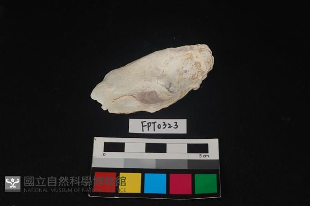 貝殼藏品圖，第2張