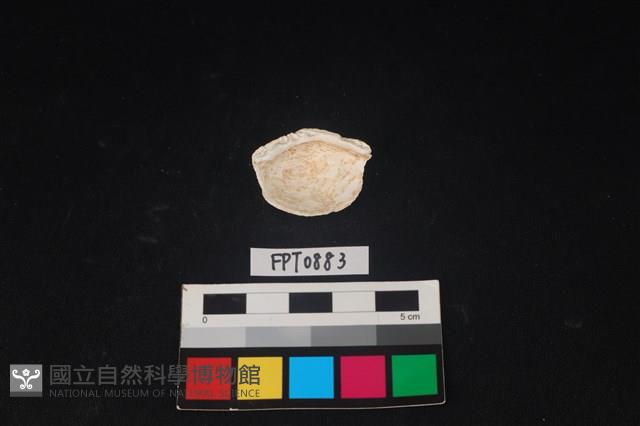 貝殼藏品圖，第2張