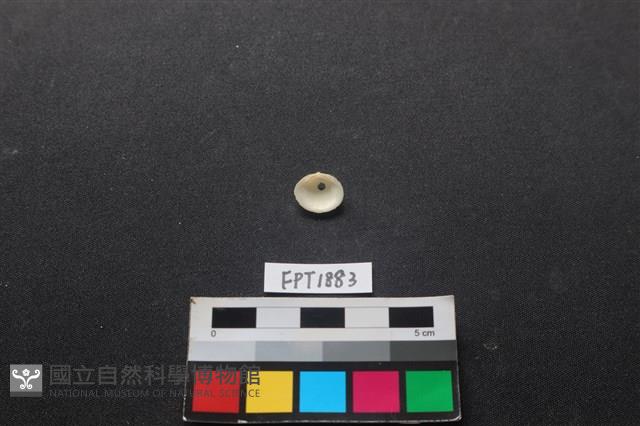 貝殼藏品圖，第2張