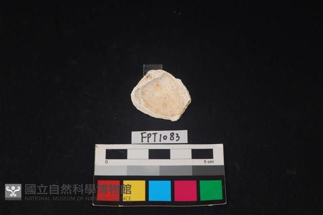 貝殼藏品圖，第2張