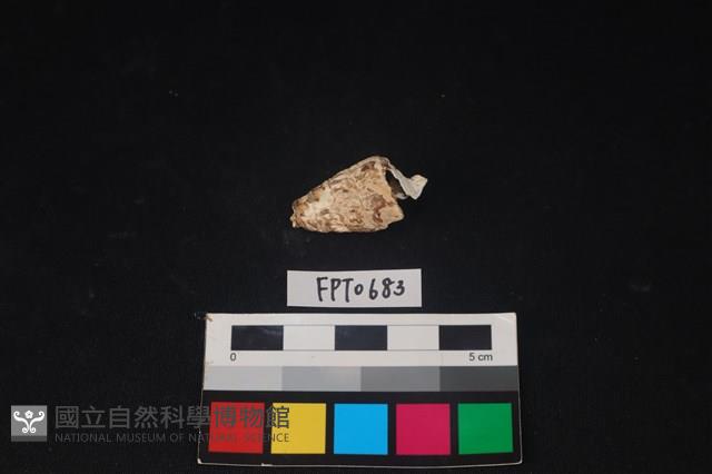 貝殼藏品圖，第2張
