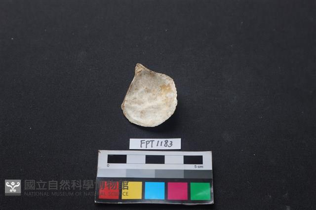 貝殼藏品圖，第2張