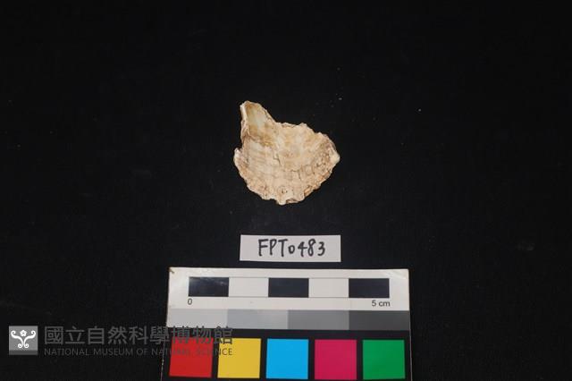 貝殼藏品圖，第2張