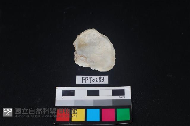 貝殼藏品圖，第2張