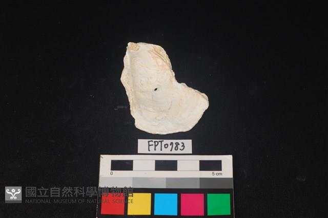 貝殼藏品圖，第2張