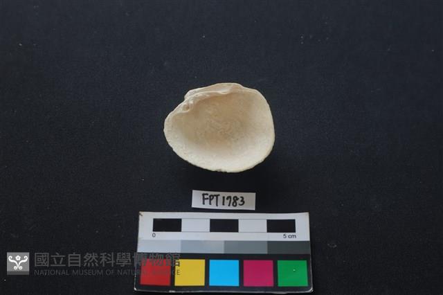 貝殼藏品圖，第2張