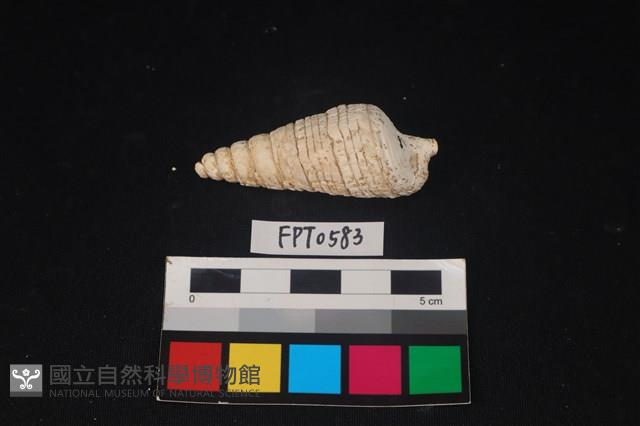 貝殼藏品圖，第2張
