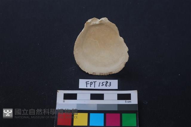 貝殼藏品圖，第2張