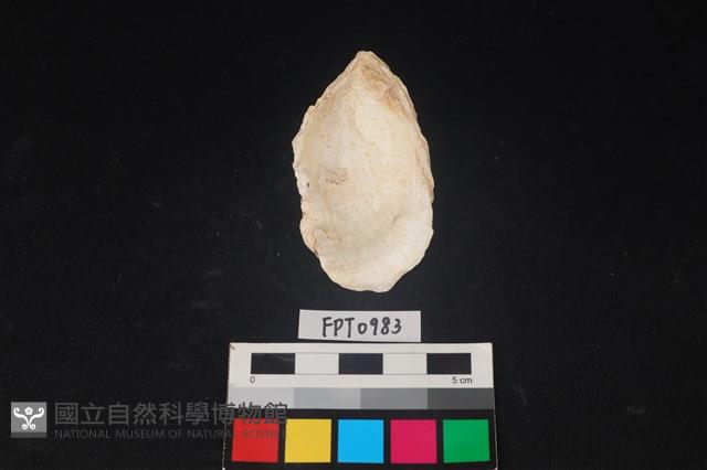 貝殼藏品圖，第2張