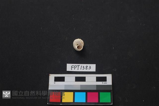 貝殼藏品圖，第2張