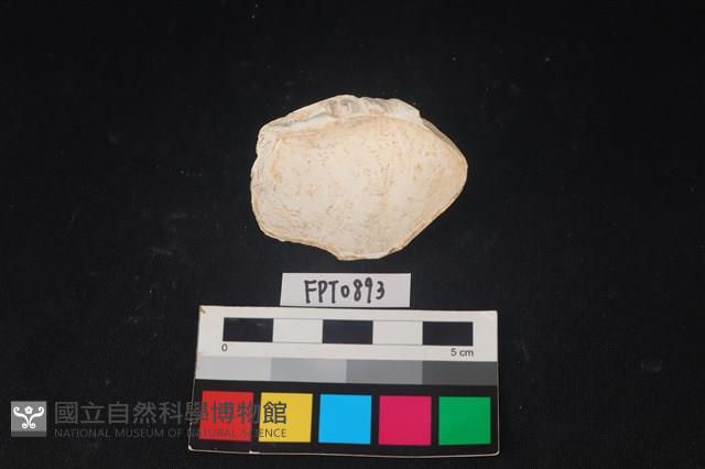 貝殼藏品圖，第2張