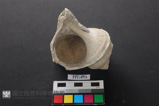 貝殼藏品圖，第2張