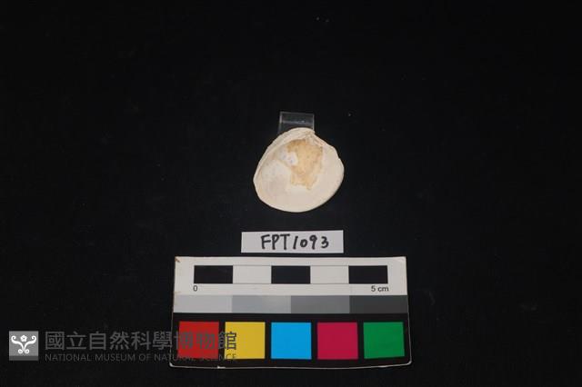 貝殼藏品圖，第2張
